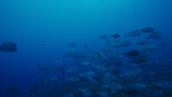 Tikehau, grey naso schooling over the coral reef, Naso Hexacanthus, 4K UHD