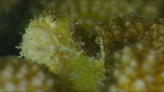 Rangiroa, yellow scorpion leaf fish hidden in the coral acropora, Taenianotus triacanthus, 4K UHD