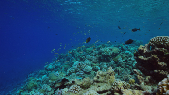 Rangiroa, undersea life along the coral reef, 4K UHD