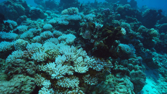 Rangiroa, Coral bleaching on the reef, 4K UHD