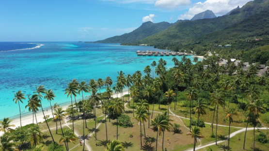 Aerial drone view of the lagoon and coconut grove of Moorea