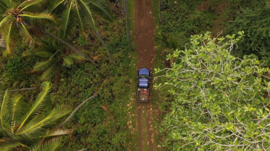 Hiva Oa, aerial top down drone view above a car driving in the field of  palmtrees of Puamau