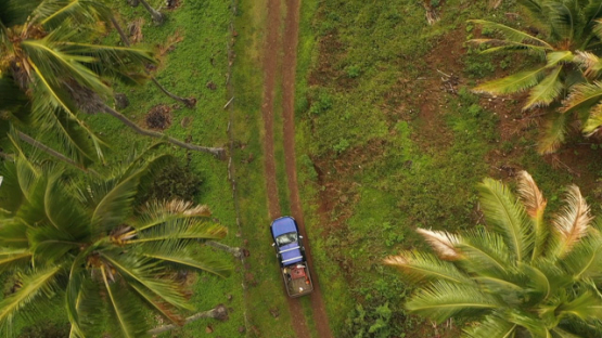 Hiva Oa, aerial top down drone view above a car driving in the field of  palmtrees of Puamau