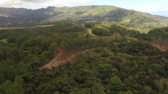 Hiva Oa, aerial drone view of the forest near the airport