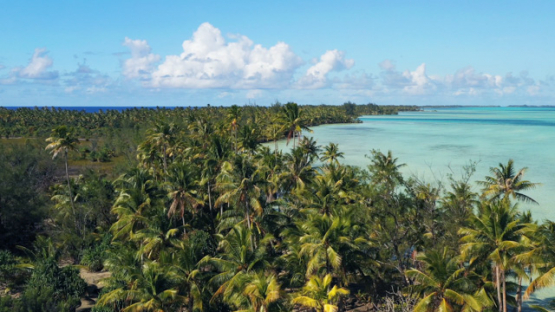 Tahaa, aerial view by drone of the lagoon and field of coconut trees, 4K UHD