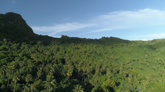 Aerial drone view of coconut tree forest of Bora Bora, 4K UHD