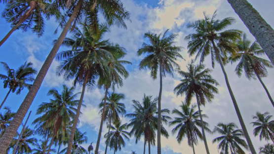 Tahiti 4K drone, aerial view among palm tree field