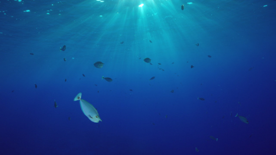 Rangiroa, tropical fishes under the sun rays undersea, 4K UHD