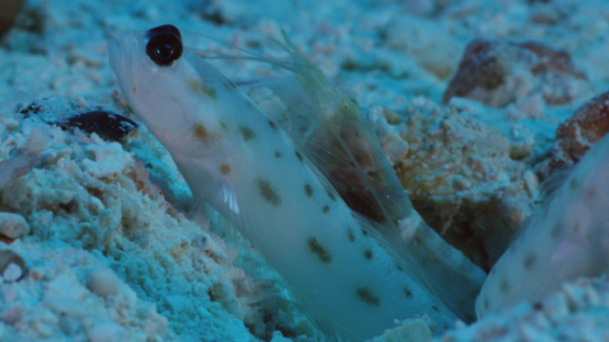 Rangiroa, shrimp cleaning habitat of goby fish in the sand of the lagoon, macro shot, 4K UHD