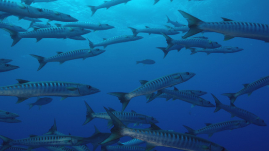 Rangiroa, barracudas schooling in the blue, 4K UHD