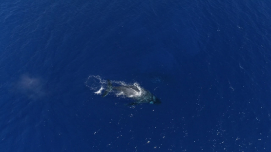 Rurutu, top down Aerial view of humpback whales in the bay, 4K UHD