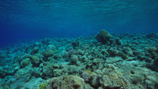 Rangiroa, undersea life over the coral reef, 4K UHD