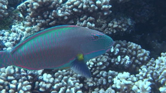 Bicolore parrot fish evolving over the coral garden, Fakarava reef