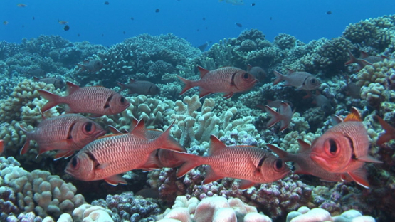 Fakarava, Soldier fishes lighten in the coral garden