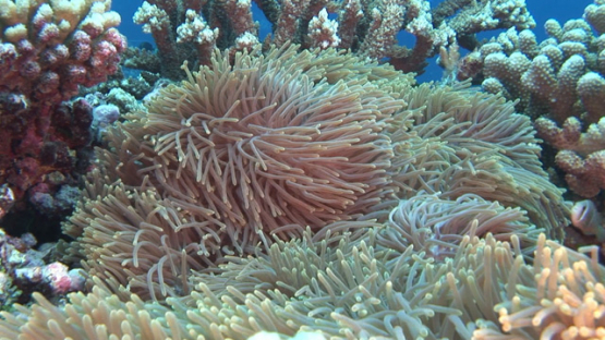 Clownfish in the sea anemone on the coral reef of Fakarava