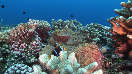 Clownfish in the sea anemone on the coral reef of Fakarava