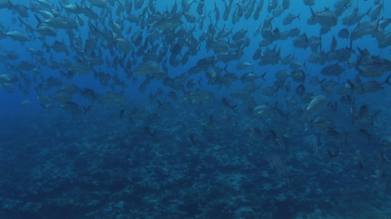 Moorea, big eye jackfish schooling over the coral reef
