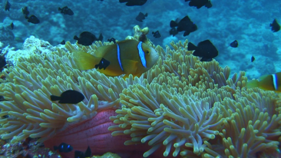 Moorea, Clownfish and damselfish in the sea anemone