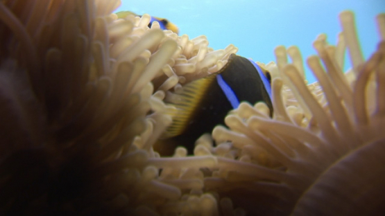 Moorea, Clownfish in the sea anemone