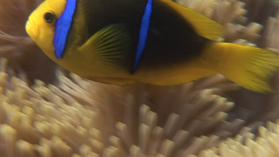 Moorea, Clownfish in the sea anemone