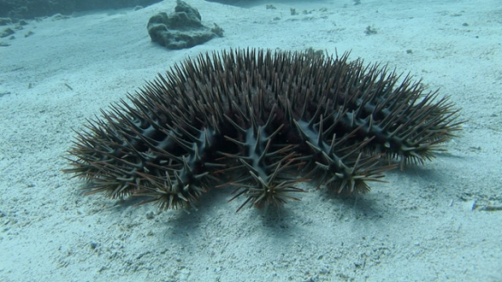 Crown of thorns starfish in the lagoon, Moorea
