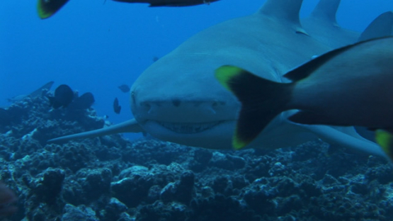 Moorea, Lemon sharks swimming close to the camera