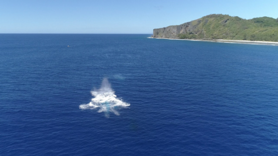 Rurutu, Aerial view of humpback whales jumping in the bay, 4K UHD