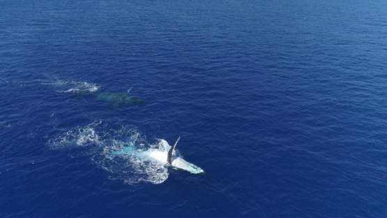 Rurutu, top down Aerial view of a couple of humpback whales parading in the bay, 4K UHD
