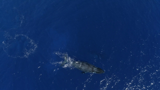 Rurutu, top down Aerial view of a couple of humpback whales swimming in the bay, 4K UHD
