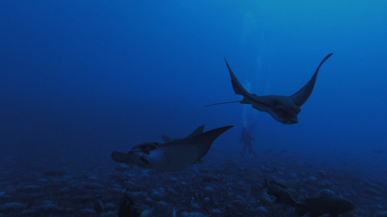 Fakarava, Three eagle rays swimming over thousands of marbled groupers, 4K UHD