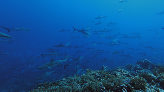 Fakarava, hundreds of grey sharks swimming over the coral reef, 2K7