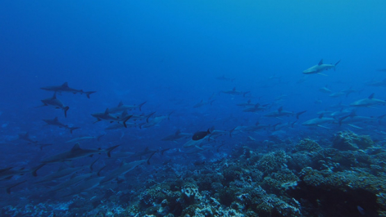 Fakarava, hundreds of grey sharks swimming over the coral reef in the pass, 2K7
