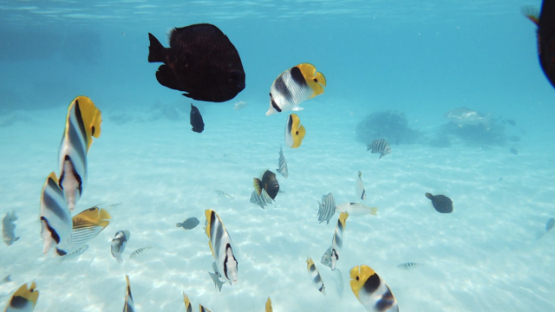 Butterfly fishes in the lagoon, Moorea, 4K UHD