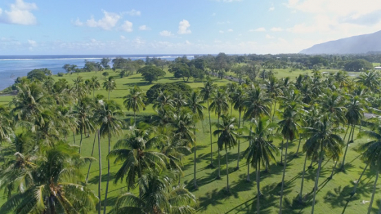 Tahiti, Aerial drone view of field of coconut trees of Papara, 4K UHD