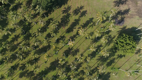 Tahiti, Top down Aerial drone view of field of coconut trees of Papara, 4K UHD
