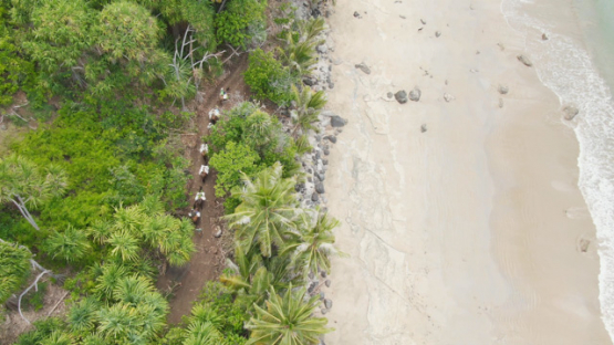Nuku Hiva, valley of Anaho, aerial drone view of marquesian people riding horses along the beach, 4K UHD