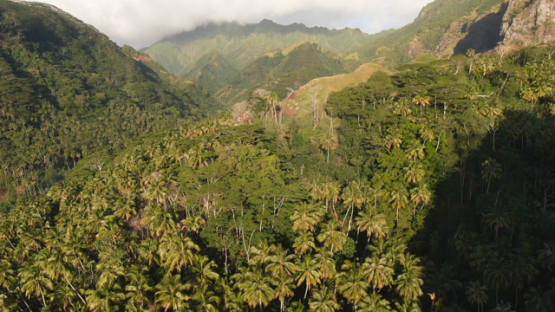 Aerial drone view of Fatu Hiva, wild forest of paltrees in the virgins bay of Hanavave, Marquesas islands, 4K UHD
