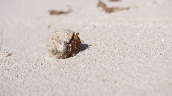 Coenobita, Hermit crab on the white sand beach, 4K UHD