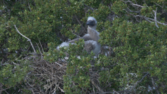 Juvenile brown booby in its nest, 4K UHD