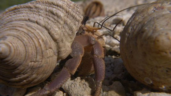Hermit crab on the beach, Coenobita, 4K UHD