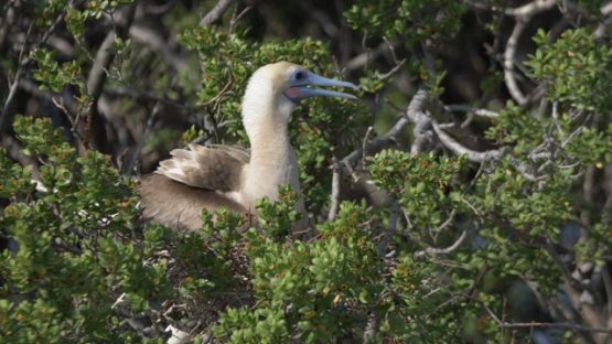 Juvenile red-footed booby in its nest, 4K UHD