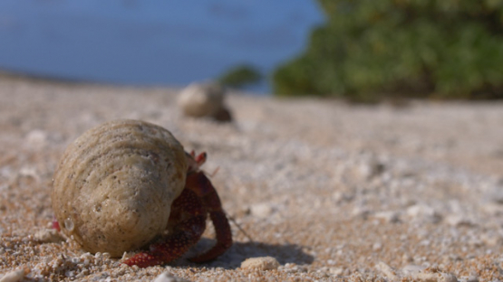 Coenobita, Hermit crabs on the beach, 4K UHD