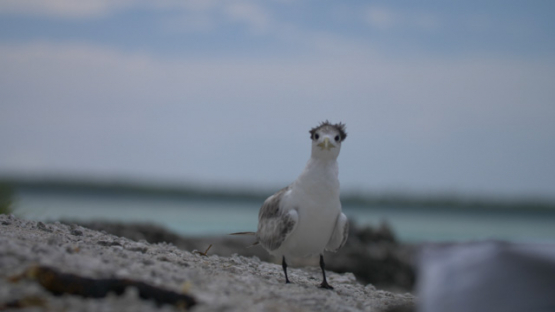 Sea bird on the beach, greater crested tern, 4K UHD