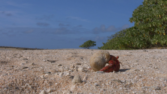 Hermit crab evolving on the beach, 4K UHD