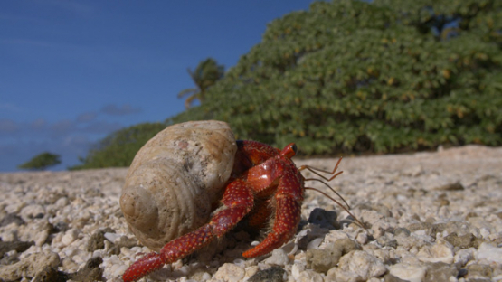 Hermit crab evolving on the beach, Coenobita, 4K UHD