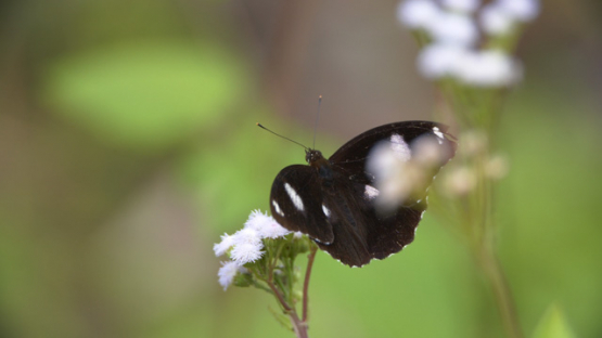 Nuku Hiva, White spotted black butterfly of Marquesas islands, 4K UHD