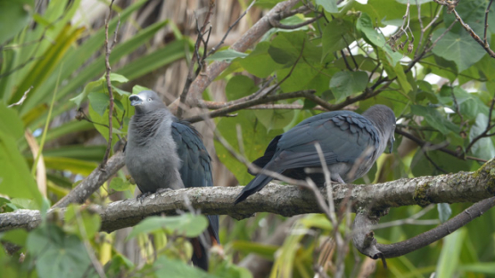 Nuku Hiva, couple of Imperial-Pigeon, Ducula galeata, endemic pigeon of Marquesas islands, 4K UHD