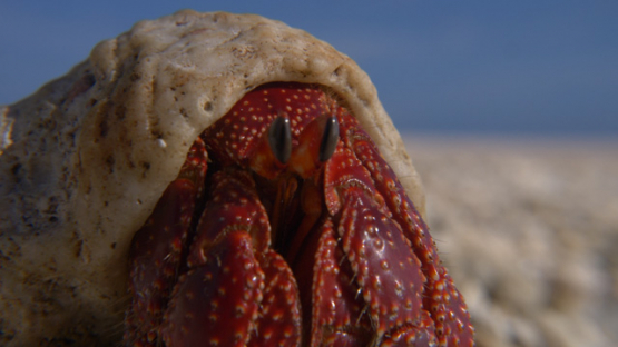 Eyes of Hermit crab on the beach, Coenobita, 4K UHD
