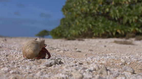 Hermit crabs evolving on the beach, Coenobita, 4K UHD