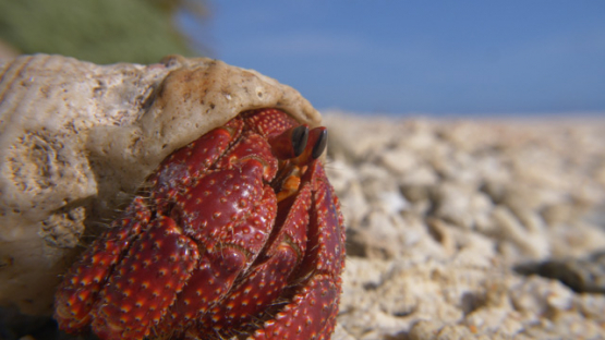 Hermit crab on the beach, Coenobita, 4K UHD